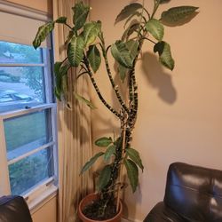 Dieffenbachia seguine