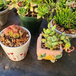 BIG PLANT SALE. SAN LORENZO. THIS SUNDAY. STARTS AT 1pm