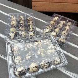 Codorniz Eggs 