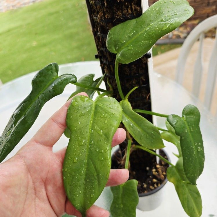 Philodendron Horse Head Plant