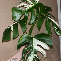 Monstera Albo Top CUTTING