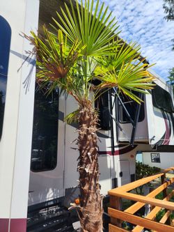 Palm Tree 7 ft
