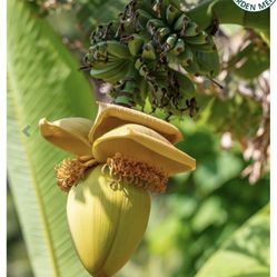 Banana Plant / Winter Resistant , Perennial 
