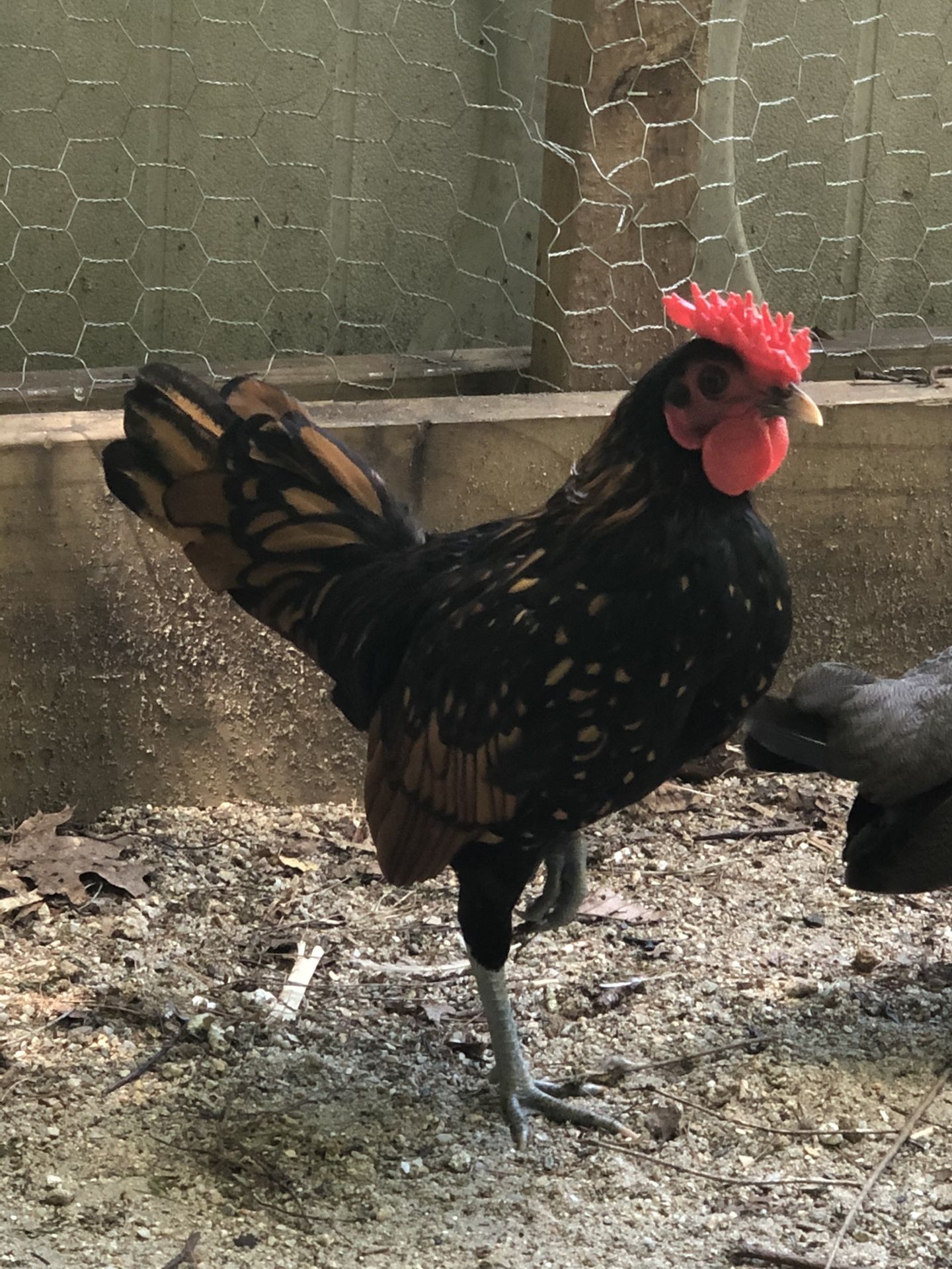 Roosters for sale