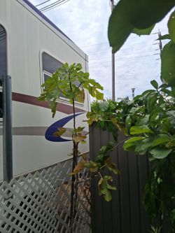 Fig tree