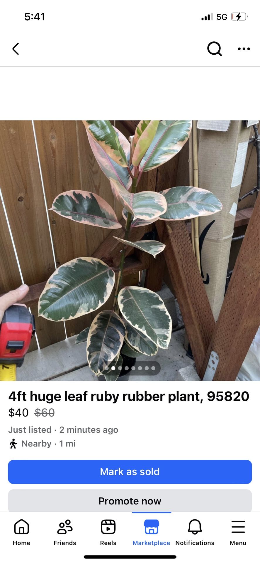 4ft huge leaf ruby rubber plant, 95820