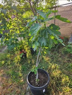 Brown turkey fig tree