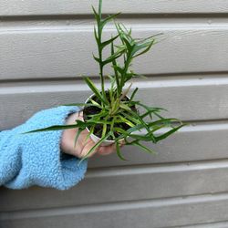 4” philodendron tortum