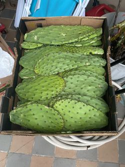 Nopales