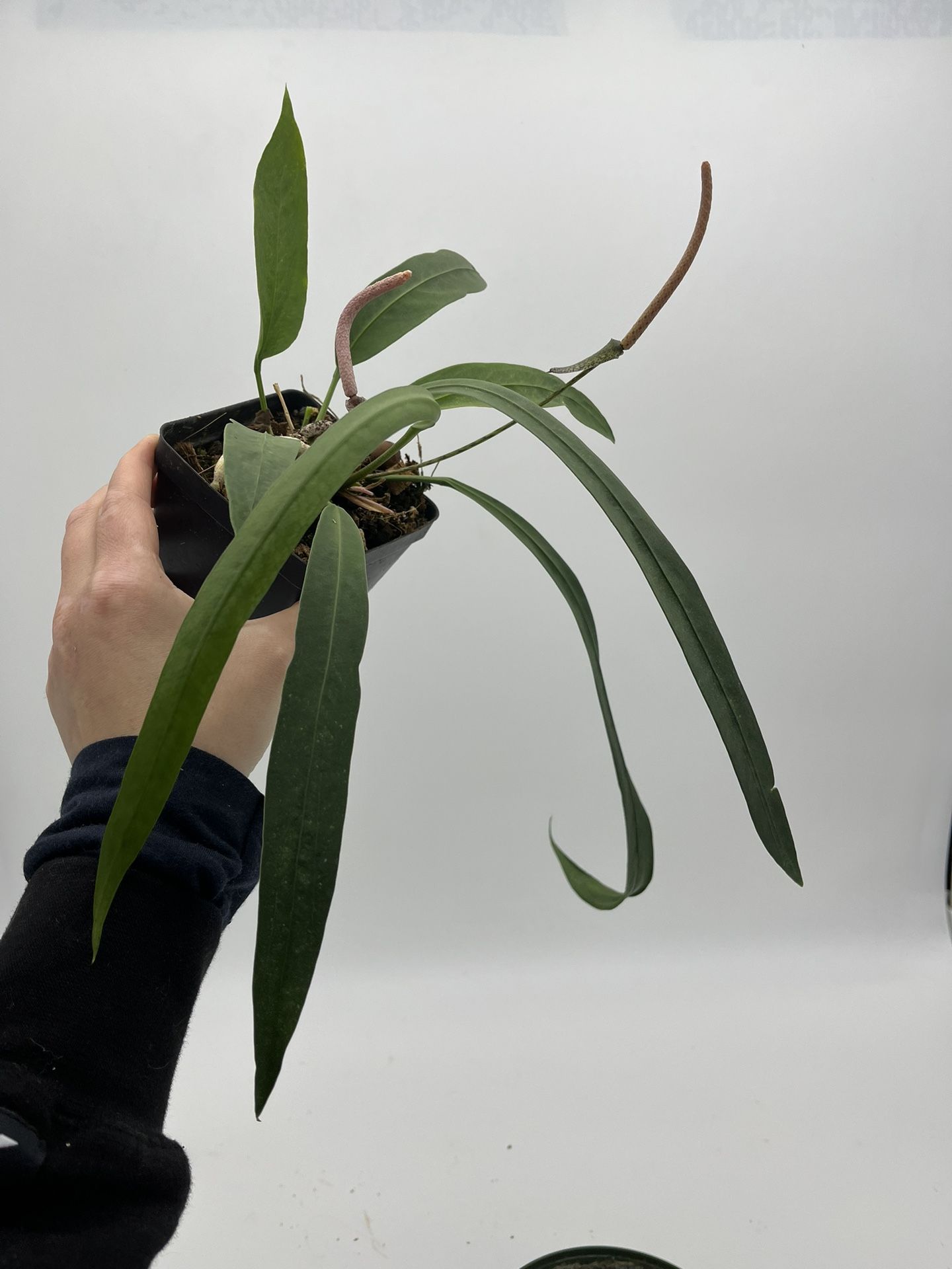 Anthurium Vittarifolium