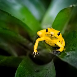 👻🌵😱HUGE Euphorbia Lactea GHOST 😱👻 🌵