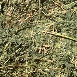 Clean Alfalfa Hay