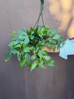 6” hoya polyneura