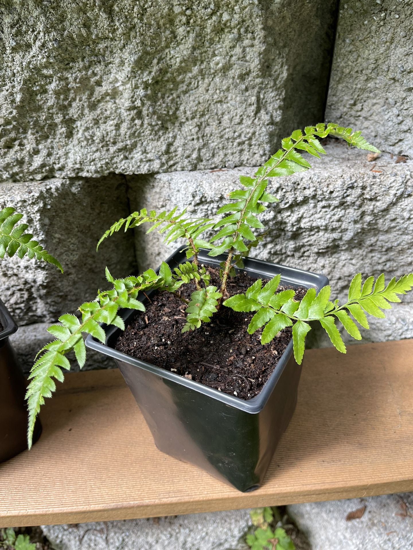 Organic Western Sword Fern Perennial Plant.