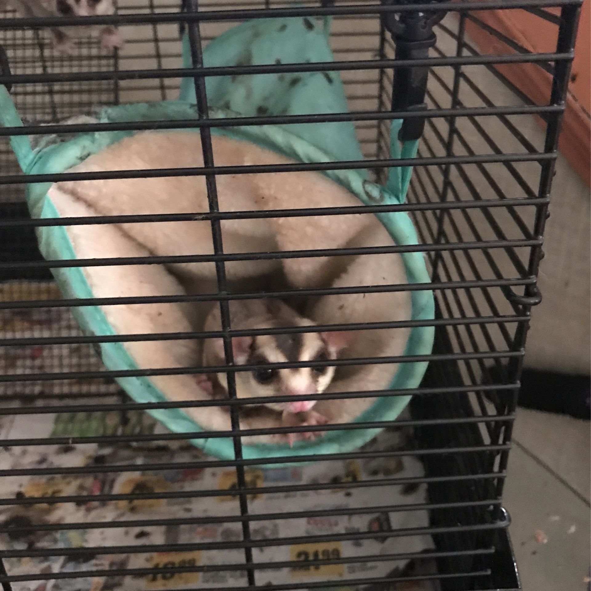 Sugar Gliders For Sale Everything Included