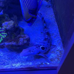 Saltwater Epaulette Shark 16 Inches