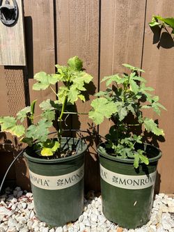 Okra plants
