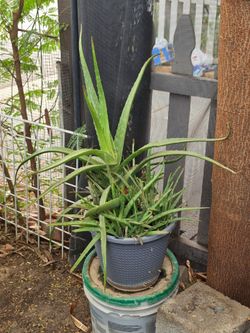 Aloe vera plant