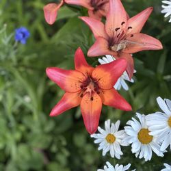 Asiatic Lily 