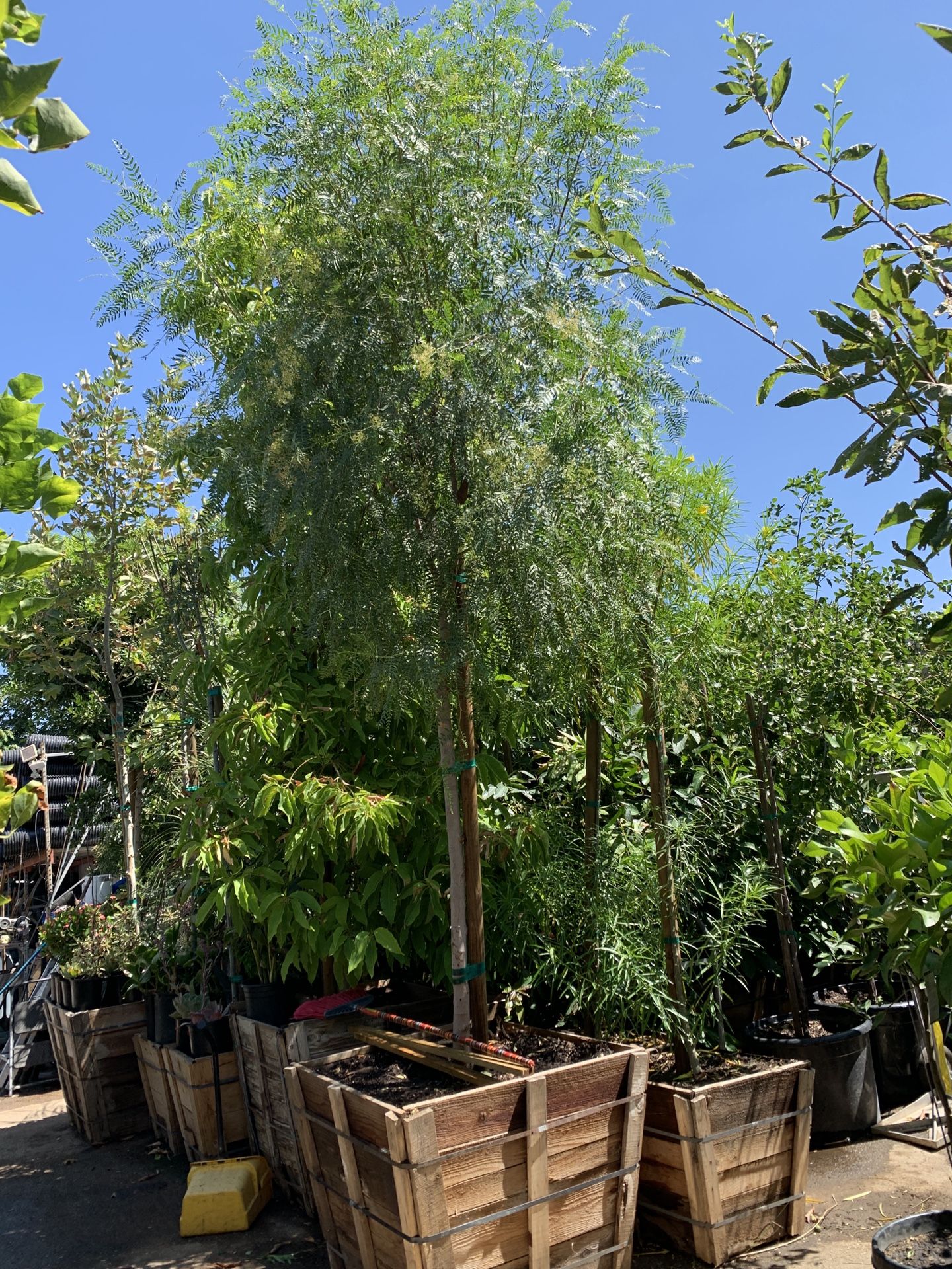 California Pepper Tree, Pirul 36” Box 