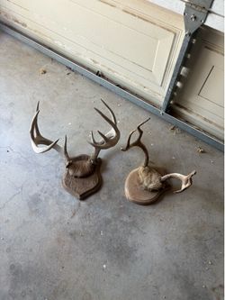 Antlers