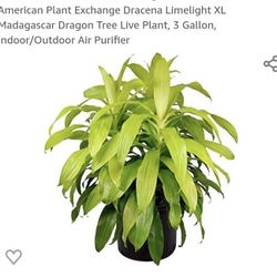 2 Dracena LimeLight XL 