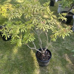 Pieris Valley Valentine 