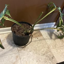 Variegated Monstera Thai Constellation Plant (pls Read Description Below)