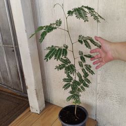 IPIL IPIL TREE  $10 NELLIS BLVD AND CHEYENNE AVE 