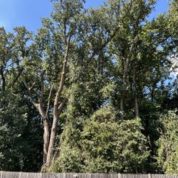 We Cut Tree Good Prince 