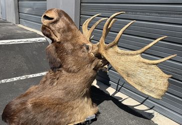 Taxidermy Moose Shoulder Mount
