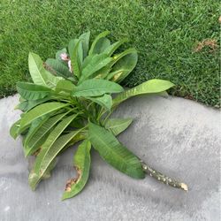 Plumaria