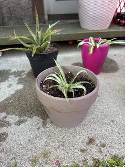 Potted Spider Plant small