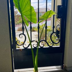 Elephant Ear Plant