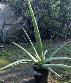 Aloe Vera Plants In A One Gallon Plastic Pot 