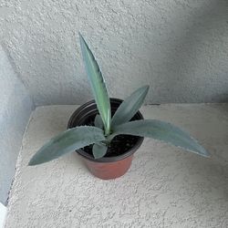 Blue Agave Plant 