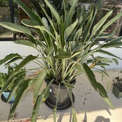 Bird Of Paradise 