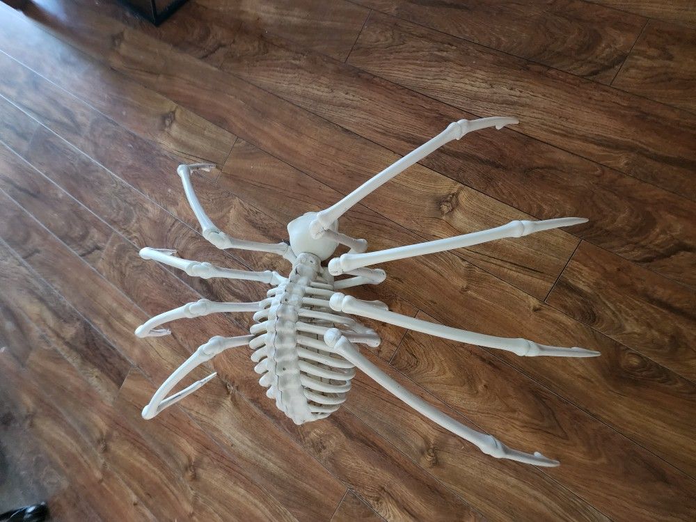 Skeleton Spider 