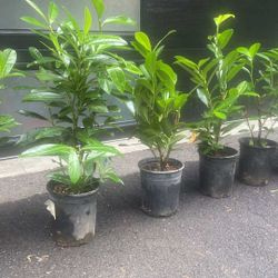 Nice Big 1gal Skip Laurel Privacy Hedge Bushes —