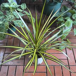 Dracaena Sunray Plant 4” 