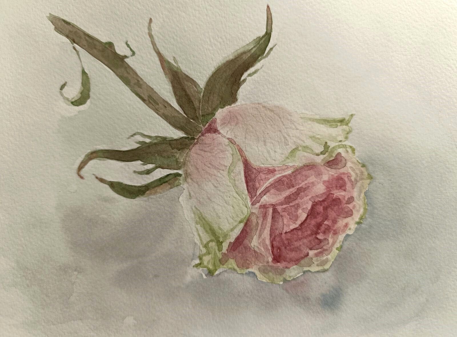 Art Flower ORIGINAL PAINTING PINK ROSE Floral Home Artwork Gift 6X8” M.Polyanska 