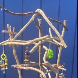 Small Bird Perch Tree- Not Too Big / Not Too Tall … Cockatiel Conure And Ringneck Fun !! 