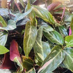 Calathea Plants