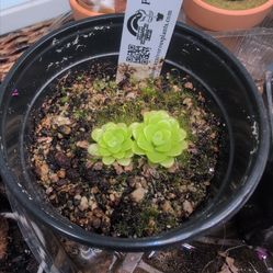Pinguicula pilosa carnivorous plants