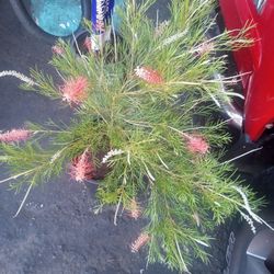 Grevillea Kings Plant 