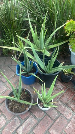 Various Desert Plants.