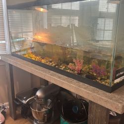 Turtle Tank