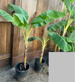 Banana Tree