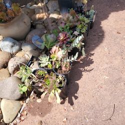 Newly Potted 1 Gallon Assorted Succulents $1 Each
