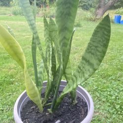 Plant Snake For Home